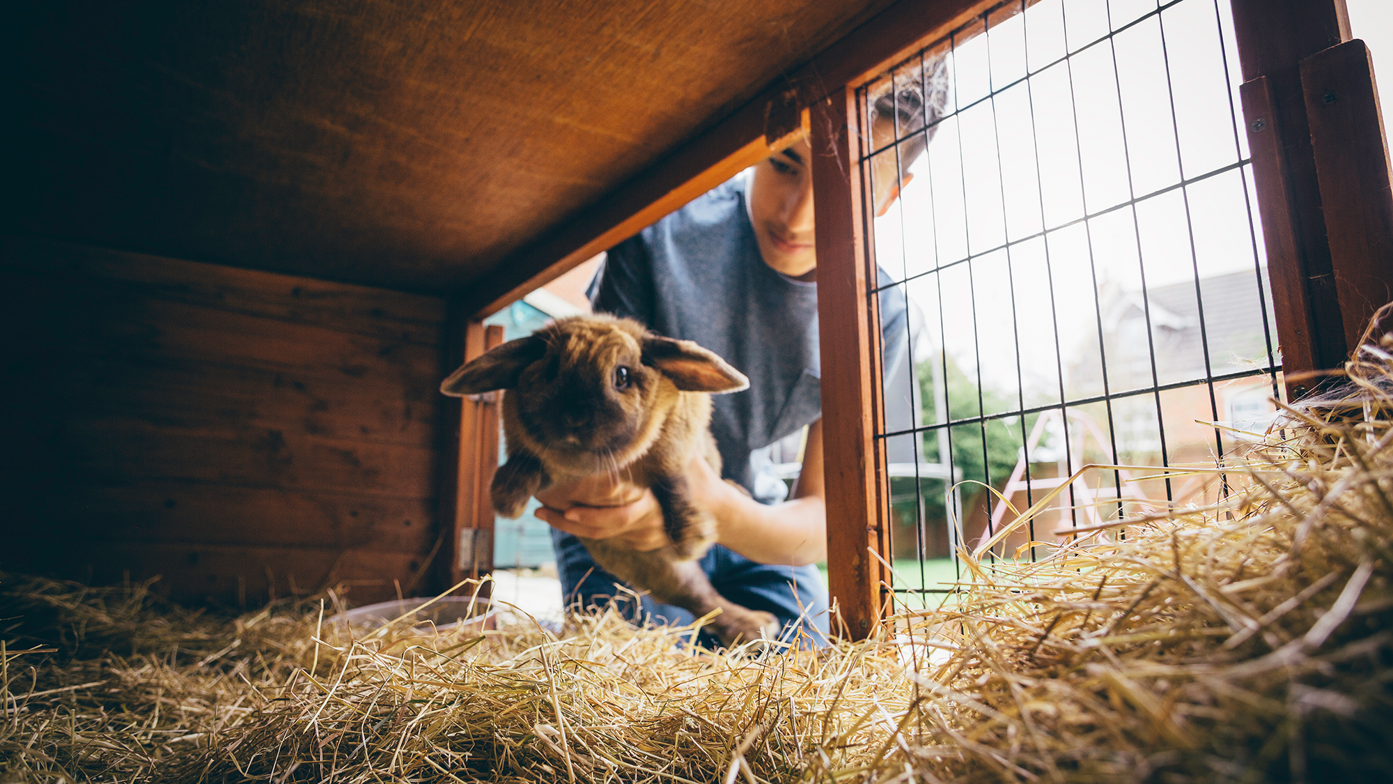 Junge setzt Kaninchen in Stall
