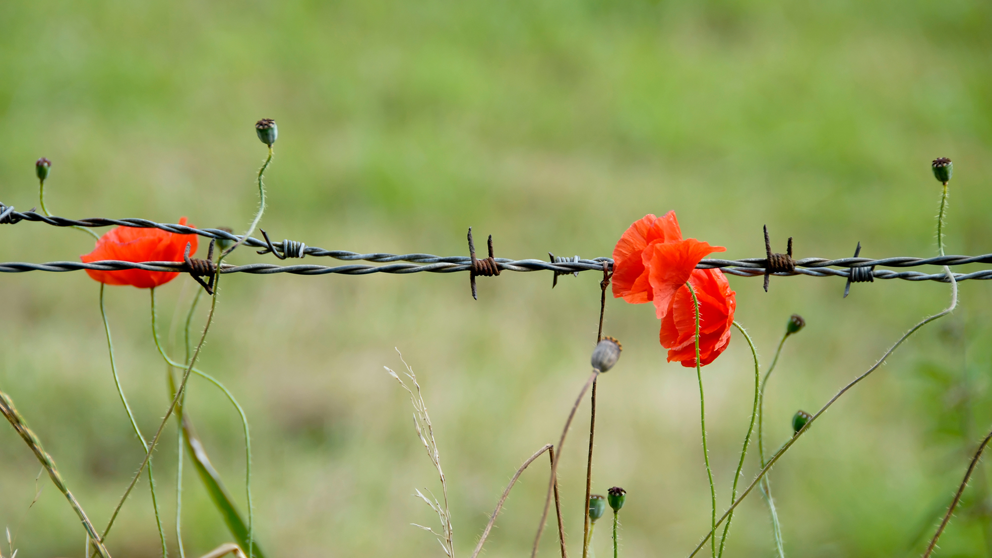 Stacheldrahtzaun und Mohnblumen