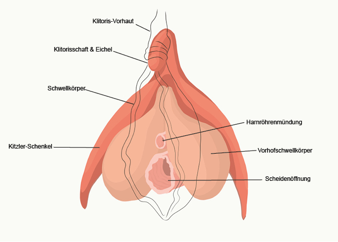 Normal scheideneingang Category:Vaginas